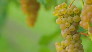 Minnesota Wines from UMN Grape Itasca