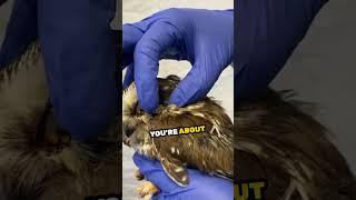 Did you know this is what an owl ear looks like? 
