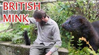 Mink in Britain: BRITISH ALIENS NATURE SERIES