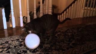 Static Cat & Balloon