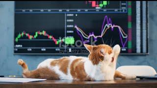 The Cat Conspiracy Behind Wall Street's Most Hilarious Heist @purrrfect_animals #catsfunnyvideos
