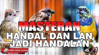 MASTERAN ANDALAN SEMUA JENIS BURUNG TERUTAMA MURAI BATU & CUCAK IJO ASLI SUPER MEWAH JERNIH PANJANG