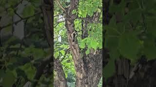 Wee woodpecker works way up. #short #birdwatching #woodpecker