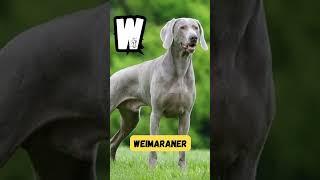 Vibrant Pups & Woof Wonders ABCs | 'V' for Vizsla & 'W' for Weimaraner | DogNames|#abcd#shorts#kids