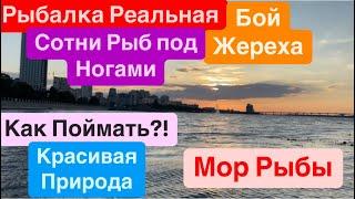 ДнепрБой ЖерехаРеальный КотелСотни Рыб в Узкой ПротокеЛовля ЖерехаМор РыбыРека Днепр