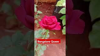 Queen of flowers