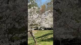 Cherry blossom 2025 #morrisville #NC #2025 #thingstodo #cherry #blossom #washingtondc #festival