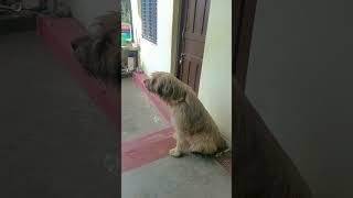 baan Gaddi dog  sheru #gaddi