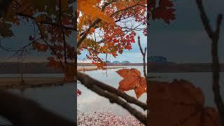 Fall magic in Morrisville