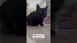 Mağazamızın asil kedisi Zeytin ile tanışın  #cat #youtubeshorts