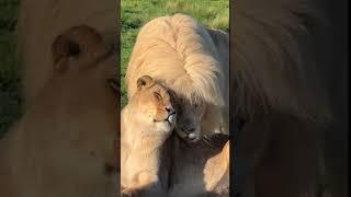 Lion's love. Львиная любовь. #shortsclip  #shortsvideo #vladlena #travel #nature