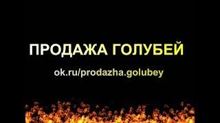 Красивые голуби России. | Продажа голубей