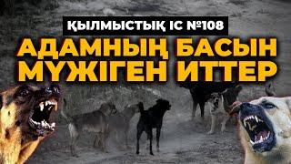 АДАМНЫҢ БАСЫН МҮЖІГЕН ИТТЕР | ПАВЛОДАР | №108