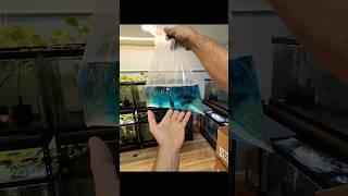 Packing goldfish to sell