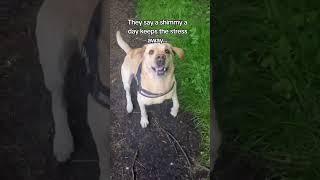 #dogsofyoutube #youtube #dogshorts #labradorretriever
