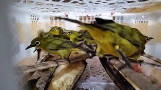 Spesial idul adha obral burung cendet - ciblek - tledekan - kacer - poksai - DLL