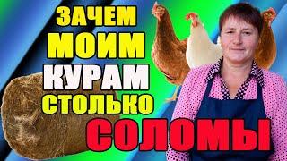 Зачем моим курам столько соломы. Как солома влияет на почву.