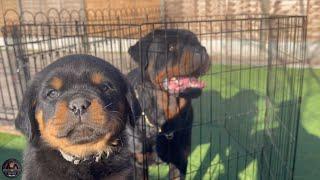 6 Weeks Old Rottweiler Puppies Meet Their Father Scar