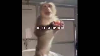 че-то я нипон