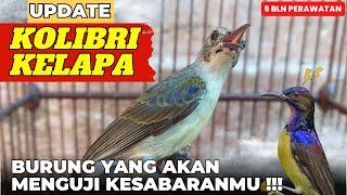 YANG TIDAK TERBIASA RAWAT BURUNG TIDAK SAYA SARANKAN RAWAT BURUNG INIKOLIBRI KELAPA