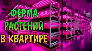 ФЕРМА РАСТЕНИЙ В КВАРТИРЕ