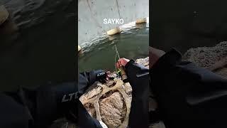 baliq ovi 
