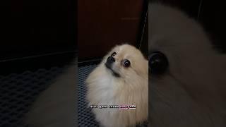 Памагити| Шпиц Оливка #pomeranian #шпиц #померанскийшпиц #смешныеживотные #шпицы