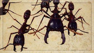 Driver Ants are INSANE in Empires Of The Undergrowth