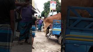 Hatbazar.cow sale.Gobadi Poshur Farm.#cow #amazingcattlefarm #dairyfarm #farm #dairyfarm #love