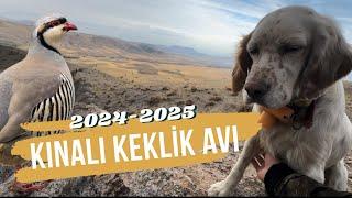 ŞİLA İLE GÜZEL BİR KINALI KEKLİK AVI2024-2025 PARTRİDGE HUNTİNG