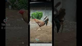 old roosters pic