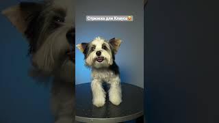 Стрижка для Клауса #groomingsalon #стрижкасобак #стрижкащенка #groomingsalon #pets #dog