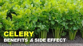 Celery Benefits and Side Effects, Celery Reduces Inflammation and Supports Digestion