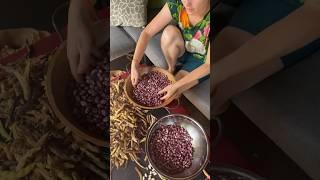 Harvesting and preserving dry beans from the garden! #growyourownfood #gardenharvest #offgridliving