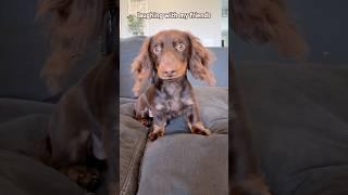 my different laughs #minidachshund #dachshundpuppy #puppy #dachshund #cutedog #funnydog #subscribe