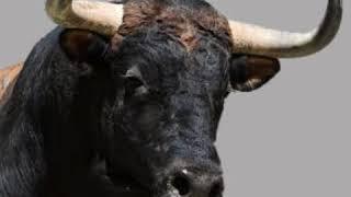 Bull Moo  