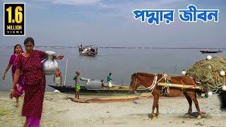 দেশের দীর্ঘতম নদী পদ্মার জীবন || Life of the Longest River Padma