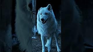 Games of thrones best moments ️ #gameofthrones #housestark #lordoftherings #wolf