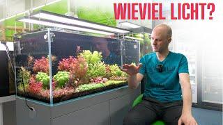 Wieviel Licht braucht Dein Aquarium? Erfahrung vs. PAR & Lumen