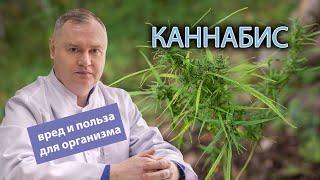  Каннабис: вред и польза для организма ️