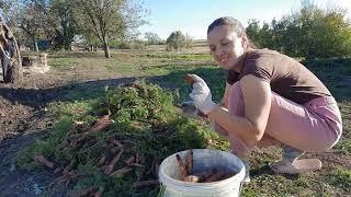 Купили хату в селі Працюють всі