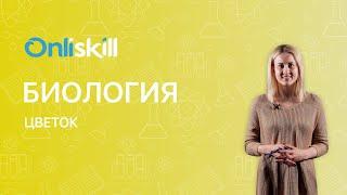 БИОЛОГИЯ 6 класс: Цветок