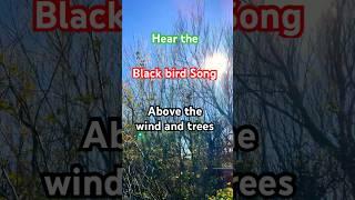 Blackbird Song in our food forest #trees #blackbird #foodforest