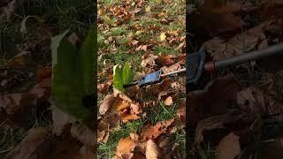 Floating Leaf 360 Camera Video Idea . Shot with Insta360 X3 #insta360