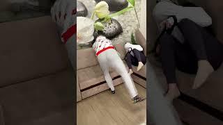 Когда жена чуть не нашла заначку - #Shorts от Корявый VLOG - Денис Бубнов