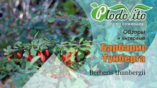 Барбарис Тунберга | Berberis thunbergii