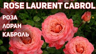 Роза Лоран Каброль - самый ароматный шраб! Rose Laurent Cabrol.