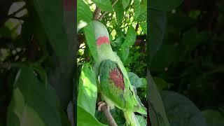 a mithu ️ #parrot #talkingparot #birds #nonstoptalkingparrot #talkingparrot #kabutarandekabdeteh