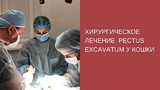 Хирургическое лечение pectus excavatum у кошки