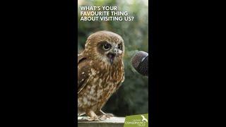 What's your favourite thing about visiting the Hawk Conservancy Trust?